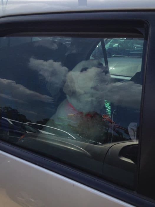 Image d'illustration pour Fortes chaleurs : ne laissez jamais un chien dans une voiture