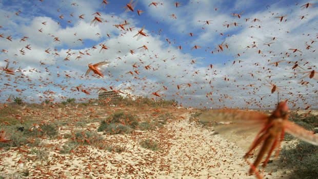 Image d'illustration pour Chaleur et vent favorisent une invasion de criquets à Madagascar