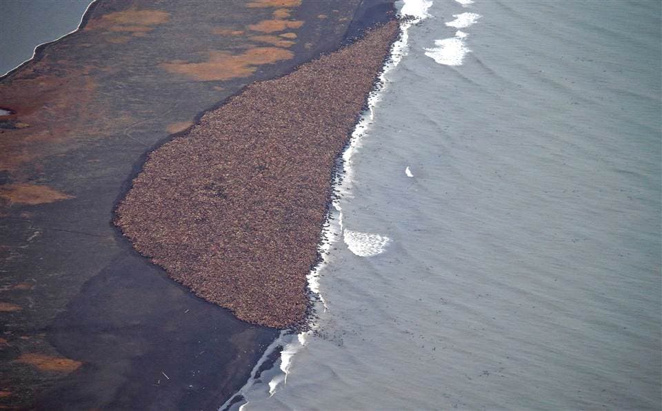 Image d'illustration pour Les multiples conséquences du retrait des glaces en Arctique