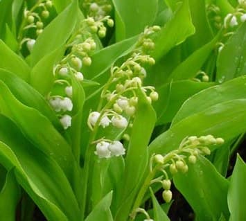 Image d'illustration pour Muguet mouillé pour le pont du 1er mai