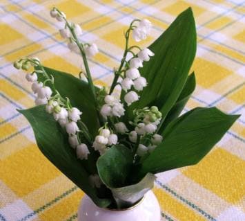 Image d'illustration pour Muguet mouillé pour le pont du 1er mai
