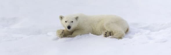 Image d'illustration pour Revue de presse des changements climatiques