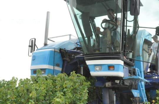 Image d'illustration pour Récolte de cassis en Bourgogne : volume en baisse à cause de la sécheresse