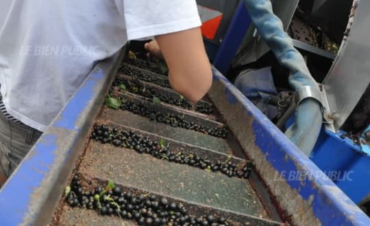 Image d'illustration pour Récolte de cassis en Bourgogne : volume en baisse à cause de la sécheresse