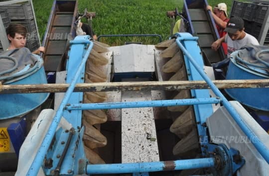 Image d'illustration pour Récolte de cassis en Bourgogne : volume en baisse à cause de la sécheresse