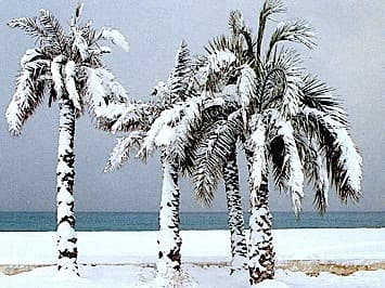 Image d'illustration pour Vague de froid de janvier 1985 : la plus marquante
