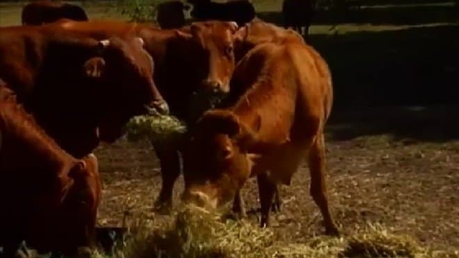 Image d'illustration pour Records de chaleur et sécheresse en Nouvelle Calédonie